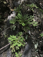 Selaginella tamariscina