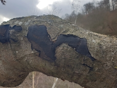 Biscogniauxia mediterranea