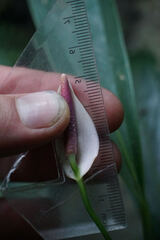 Anthurium antioquiense, photograph (c) Connor Connolly-Moyls, some rights reserved (CC BY)