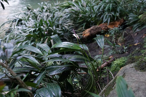 Anthurium antioquiense, photograph 4