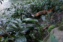 Anthurium antioquiense, photograph (c) Connor Connolly-Moyls, some rights reserved (CC BY)