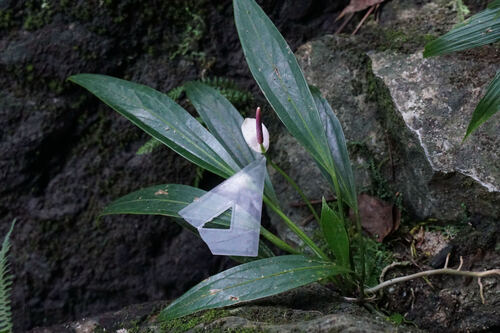 Anthurium antioquiense