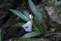 Anthurium antioquiense
