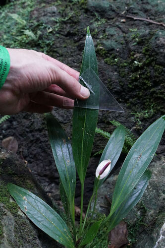 Anthurium antioquiense, photograph 2