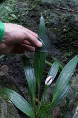 Anthurium antioquiense, photograph (c) Connor Connolly-Moyls, some rights reserved (CC BY)