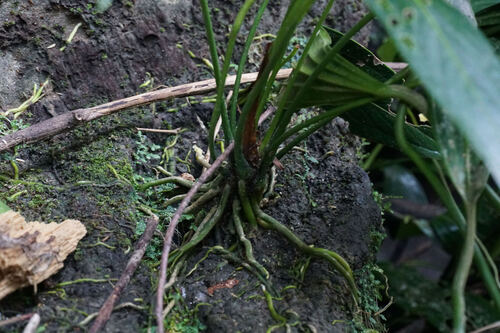 Anthurium antioquiense, photograph 5