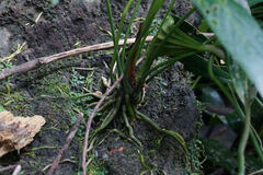 Anthurium antioquiense, photograph (c) Connor Connolly-Moyls, some rights reserved (CC BY)