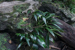 Anthurium antioquiense, photograph (c) Connor Connolly-Moyls, some rights reserved (CC BY)