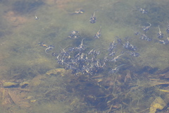 Phrynomantis annectens