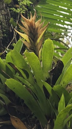 Vriesea erythrodactylon, photograph 4