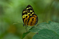 Tithorea harmonia