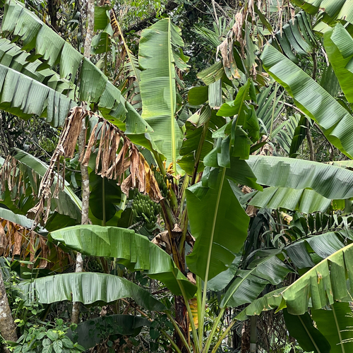Musa banksii, photograph 4