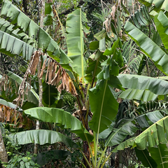 (c) James K. Douch, some rights reserved (CC BY-SA) Musa banksii, photograph (c) James K. Douch, some rights reserved (CC BY-SA)