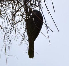 Glaucestrilda thomensis