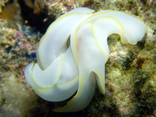 Chelidonura electra