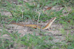 Gerrhosaurus nigrolineatus