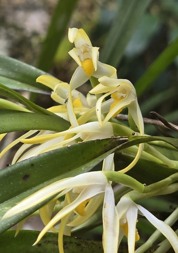 Maxillaria ochroleuca, photograph 3