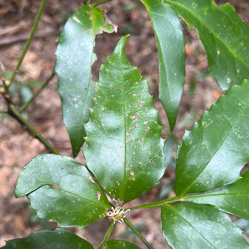 Carnarvonia araliifolia; photograph (c) James K. Douch, some rights reserved (CC BY-SA)
