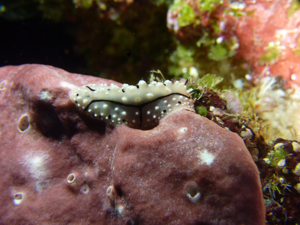 Krempf's Phyllidiopsis