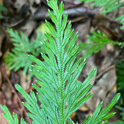 Electric Fern (Selaginella longipinna)