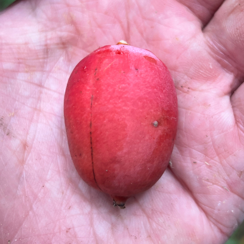 Black Palm (Normanbya normanbyi)