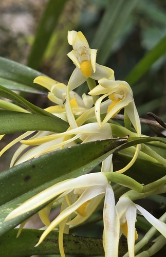 Maxillaria ochroleuca, photograph 4