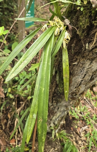 Maxillaria ochroleuca, photograph 5