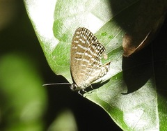 Jamides schatzi jumaloni