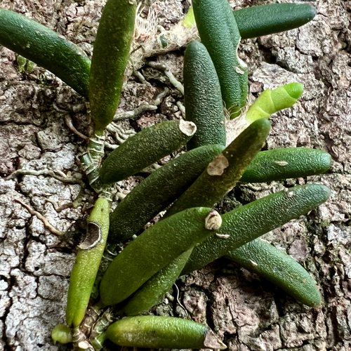 Dendrobium lichenastrum, photograph 2