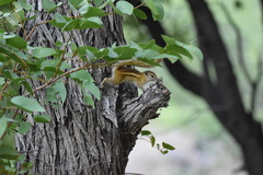 Funisciurus congicus