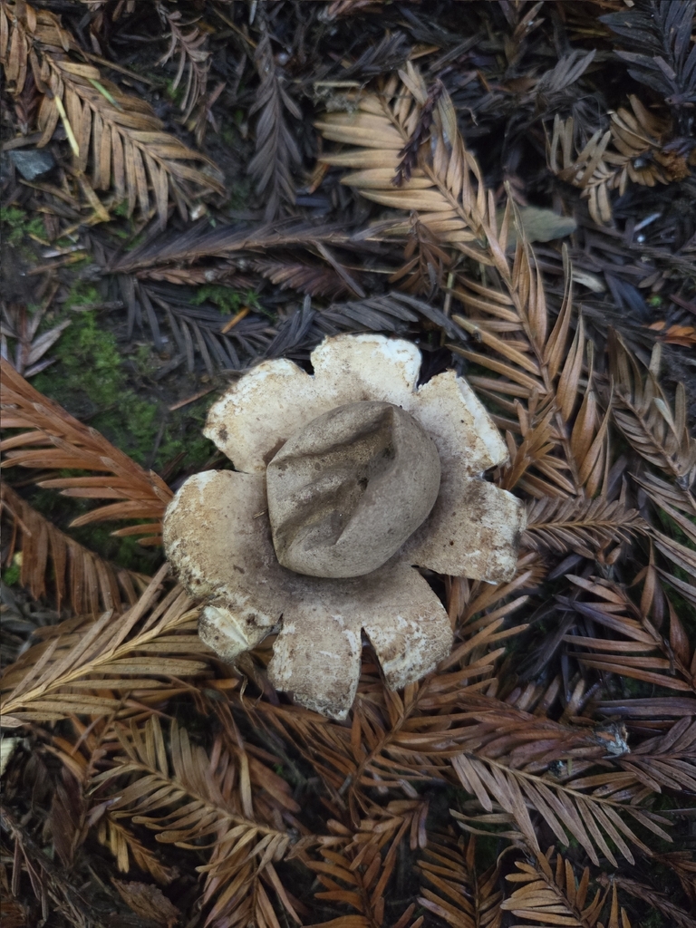 Geastrum saccatum · December 2025 · photo: © mandymushii (iNaturalist, cc-by)