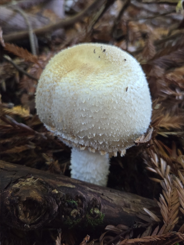 Agaricus augustus · December 2025 · photo: © mandymushii (iNaturalist, cc-by)