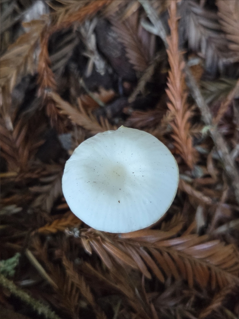 Cuphophyllus russocoriaceus · December 2025 · photo: © mandymushii (iNaturalist, cc-by)