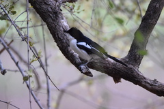 Laniarius bicolor sticturus