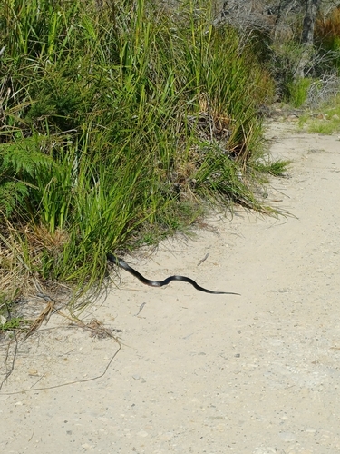 Red-bellied Black Snake sighting
