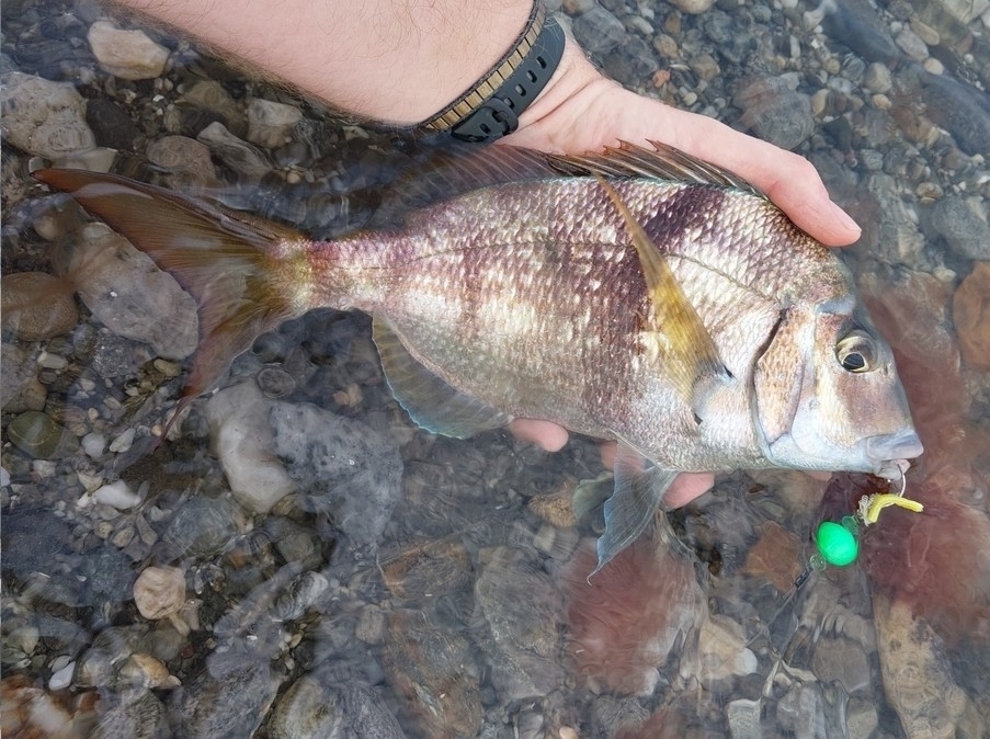 Porgy (Stenotomus chrysops) — Sparidae