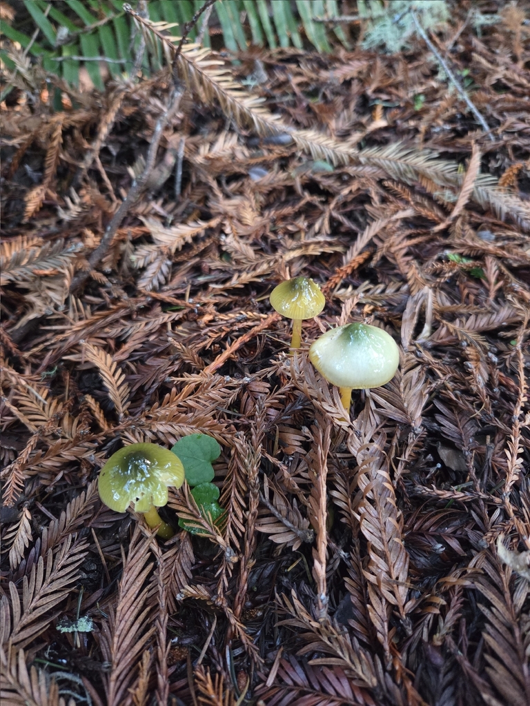 Gliophorus psittacinus · December 2025 · photo: © mandymushii (iNaturalist, cc-by)