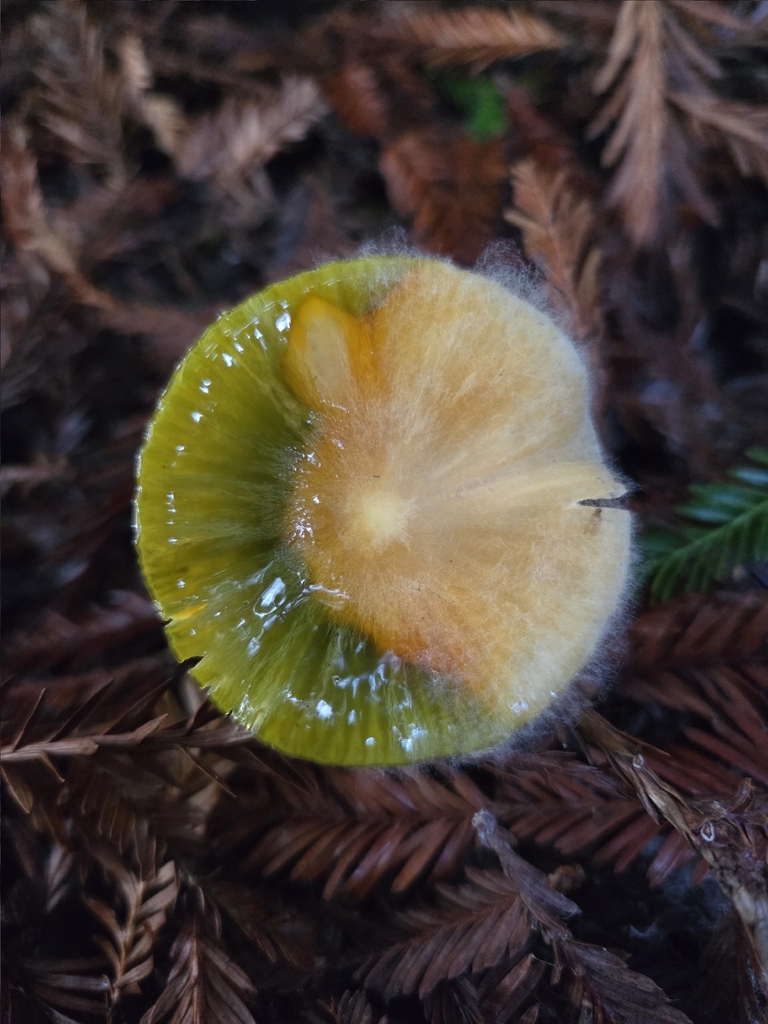 Gliophorus psittacinus · December 2025 · photo: © mandymushii (iNaturalist, cc-by)