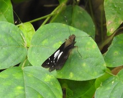 Notocrypta feisthamelii alinkara