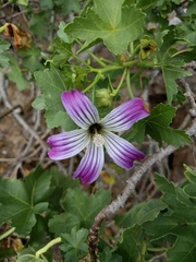 Malva pacifica