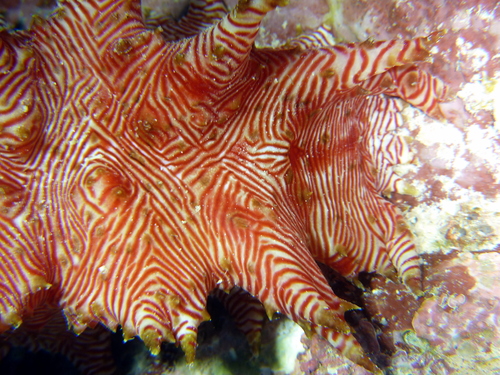 Red-lined Sea Cucumber