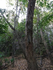 Pterocarpus acapulcensis
