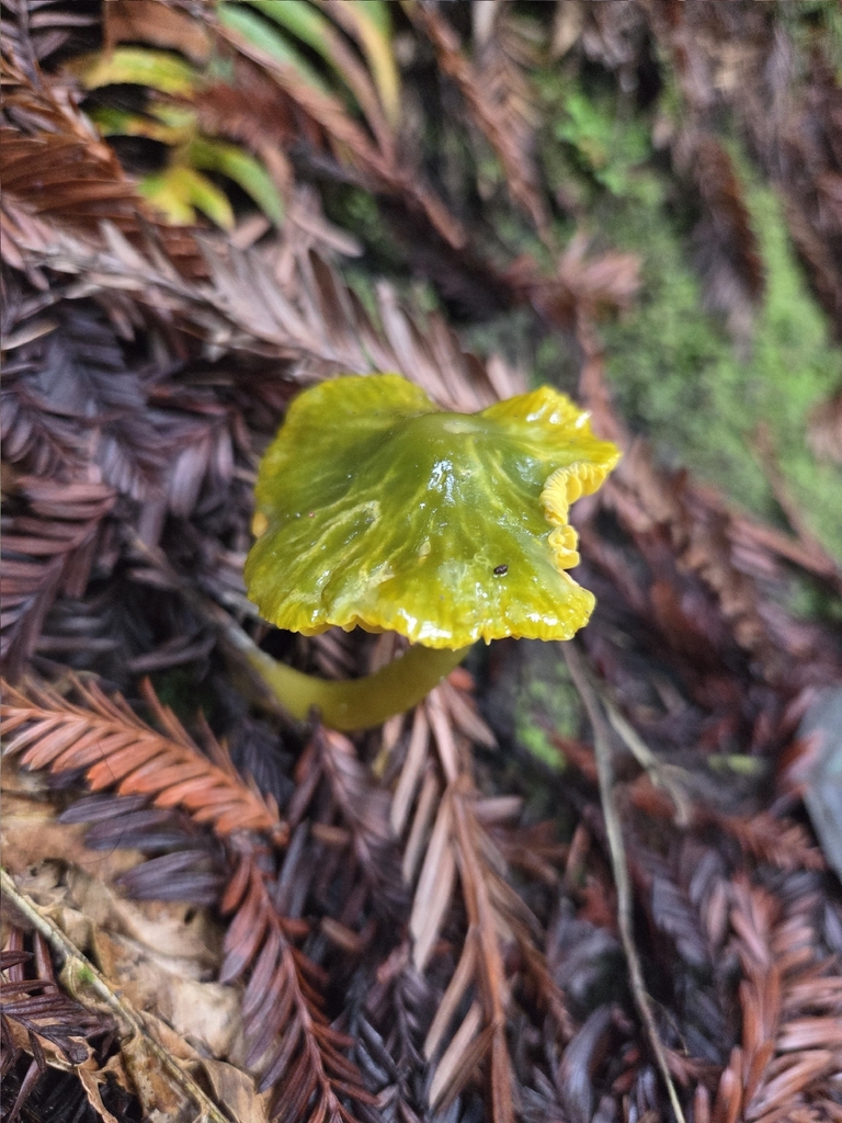 Gliophorus psittacinus · December 2025 · photo: © mandymushii (iNaturalist, cc-by)