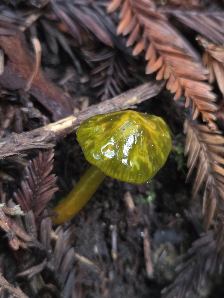 Gliophorus psittacinus · December 2025 · photo: © mandymushii (iNaturalist, cc-by)