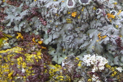 Phaeophyscia hirsuta