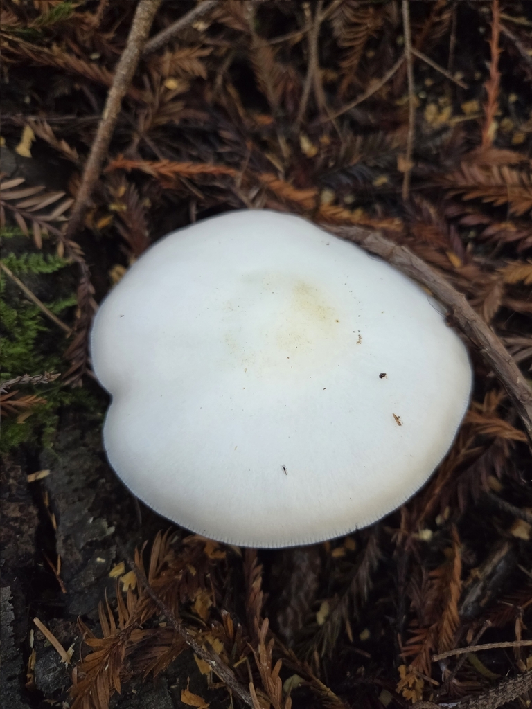 Pluteus exilis