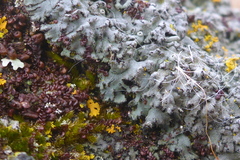 Phaeophyscia hirsuta