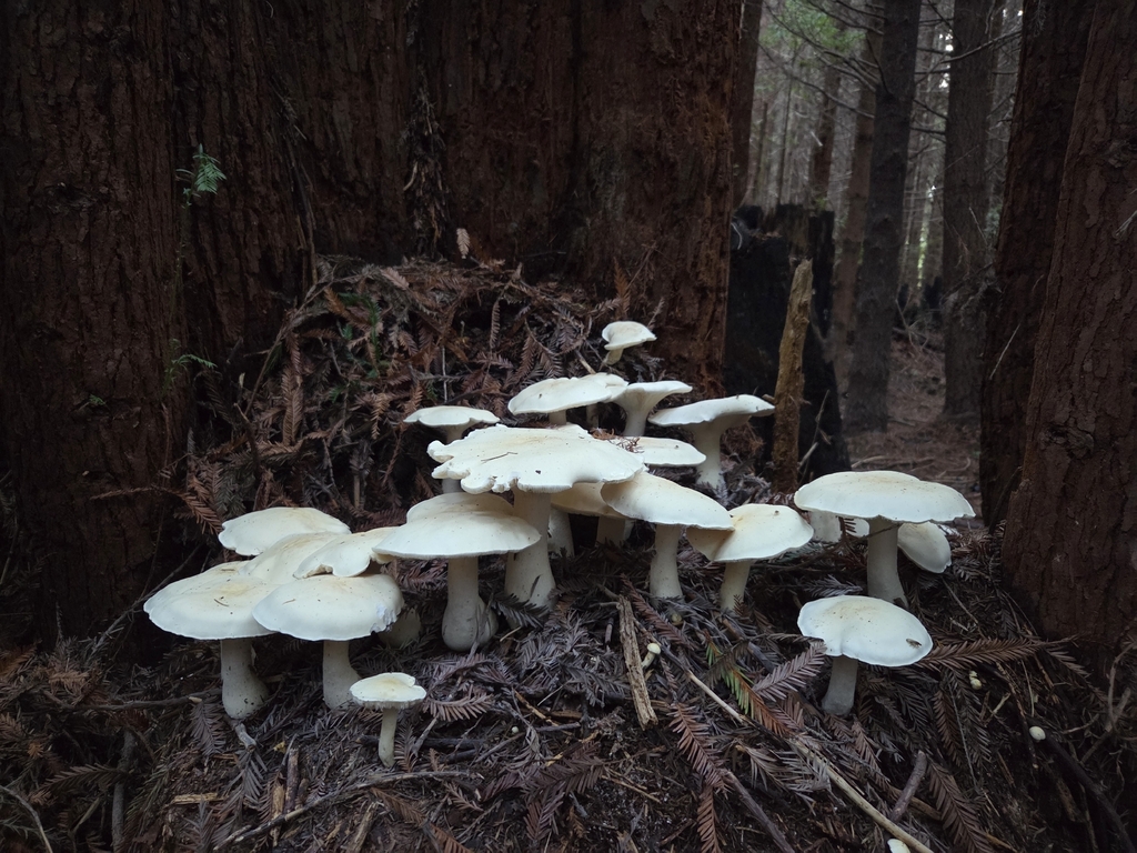Leucopaxillus albissimus · December 2025 · photo: © mandymushii (iNaturalist, cc-by)