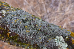 Phaeophyscia hirsuta
