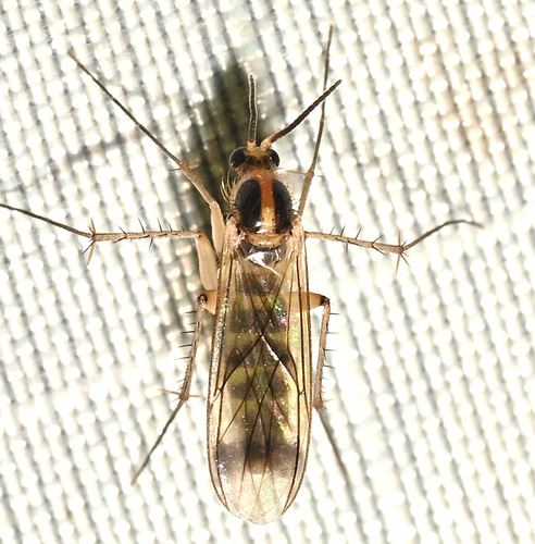 Unknown species found near Sessions Woods Wildlife Management, 341 Milford St, Burlington, CT 06013, USA